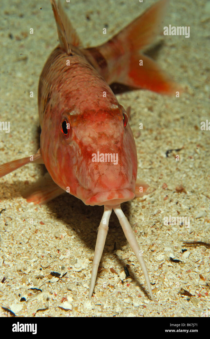 Striped Mullet Mullus surmuletus Susac Island Adriatic Sea Croatia Stock Photo