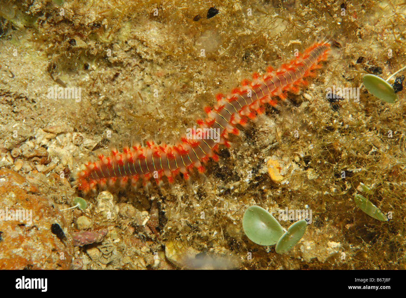 Fire Worm Hermodice carunculata Susac Island Adriatic Sea Croatia Stock Photo
