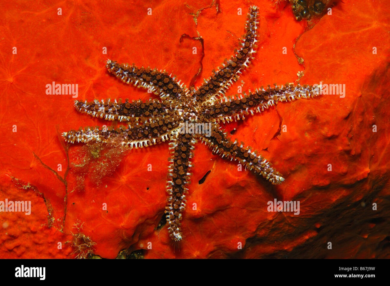 Seven armed Starfish on red encrusting Sponge Coscinasterias tenuispina Brusnik Island Adriatic Sea Croatia Stock Photo