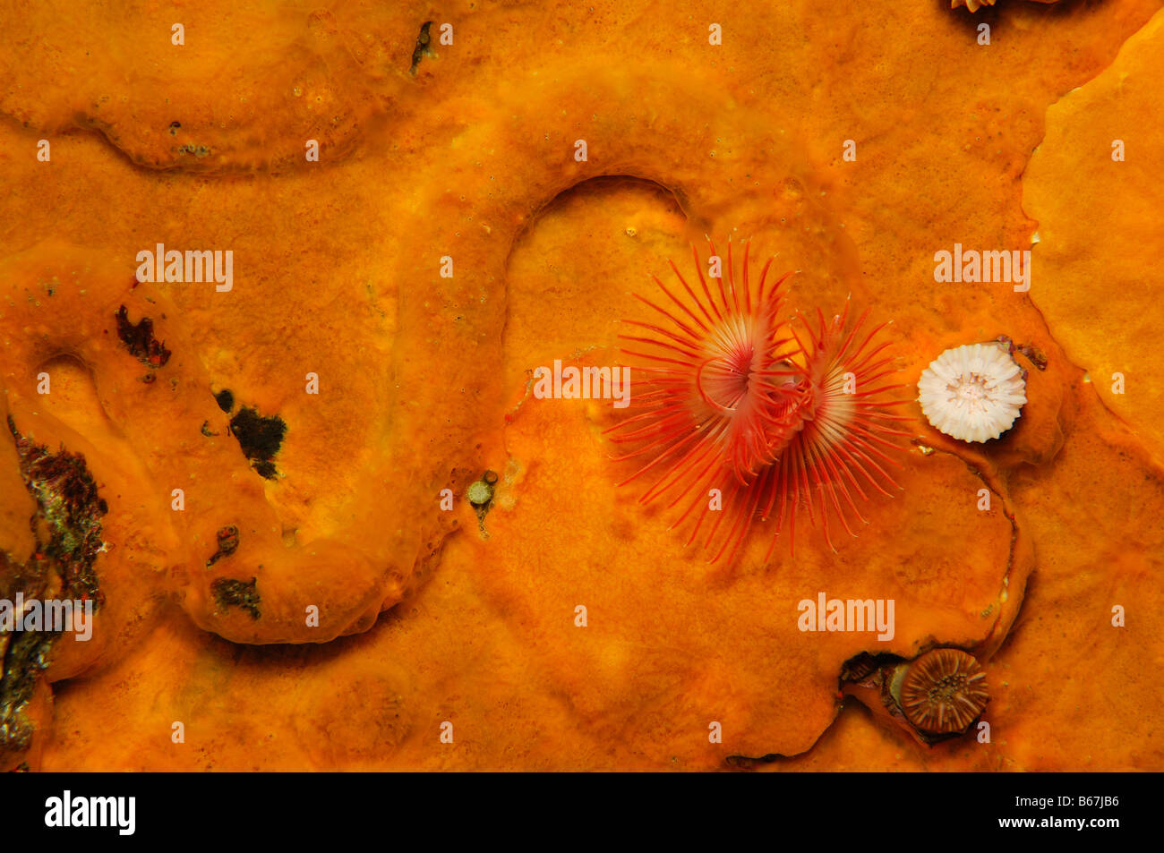 Solitary Coral and different Sponges Caryphyllia inornata Brusnik
