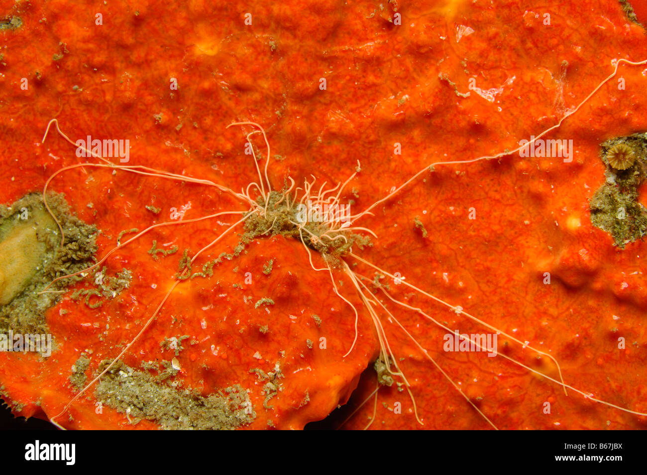 Solitary Coral and different Sponges Caryphyllia inornata Brusnik Island Adriatic Sea Croatia Stock Photo