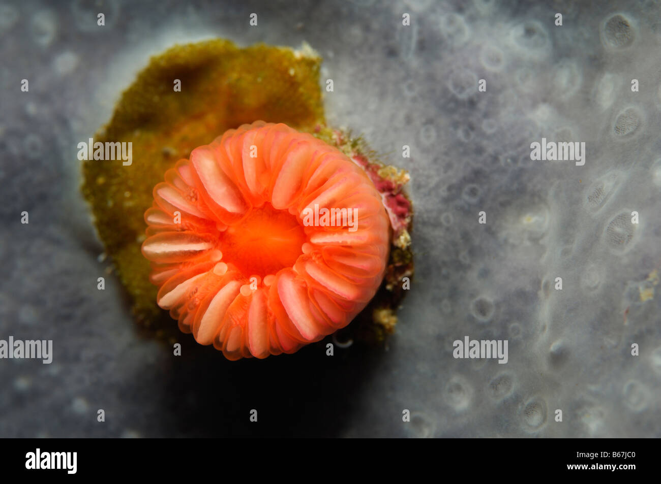 Solitary coral hires stock photography and images Alamy
