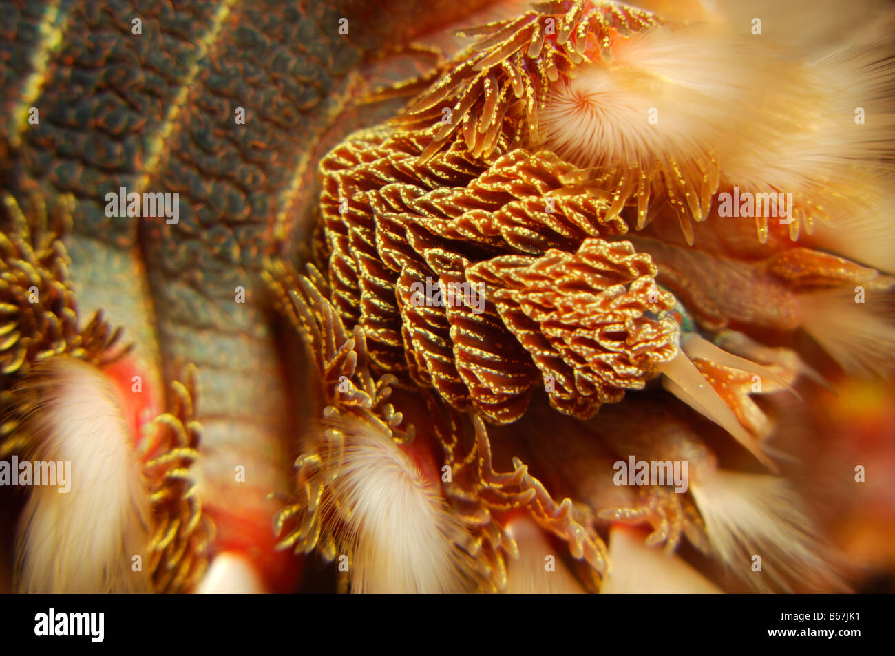 Fire Worm Hermodice carunculata Vis Island Adriatic Sea Croatia Stock Photo