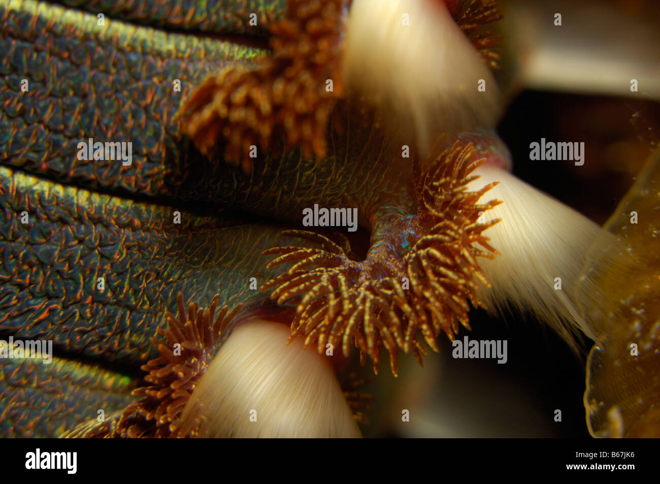 Fire Worm Hermodice carunculata Vis Island Adriatic Sea Croatia Stock Photo