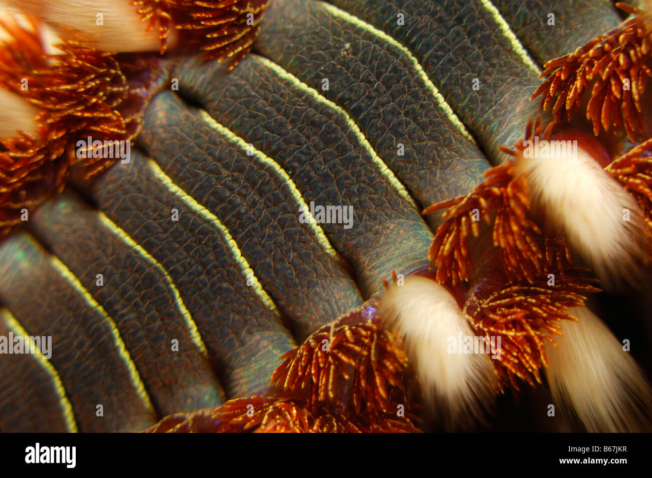 Bristles and Links of Fire Worm Hermodice carunculata Vis Island Adriatic Sea Croatia Stock Photo