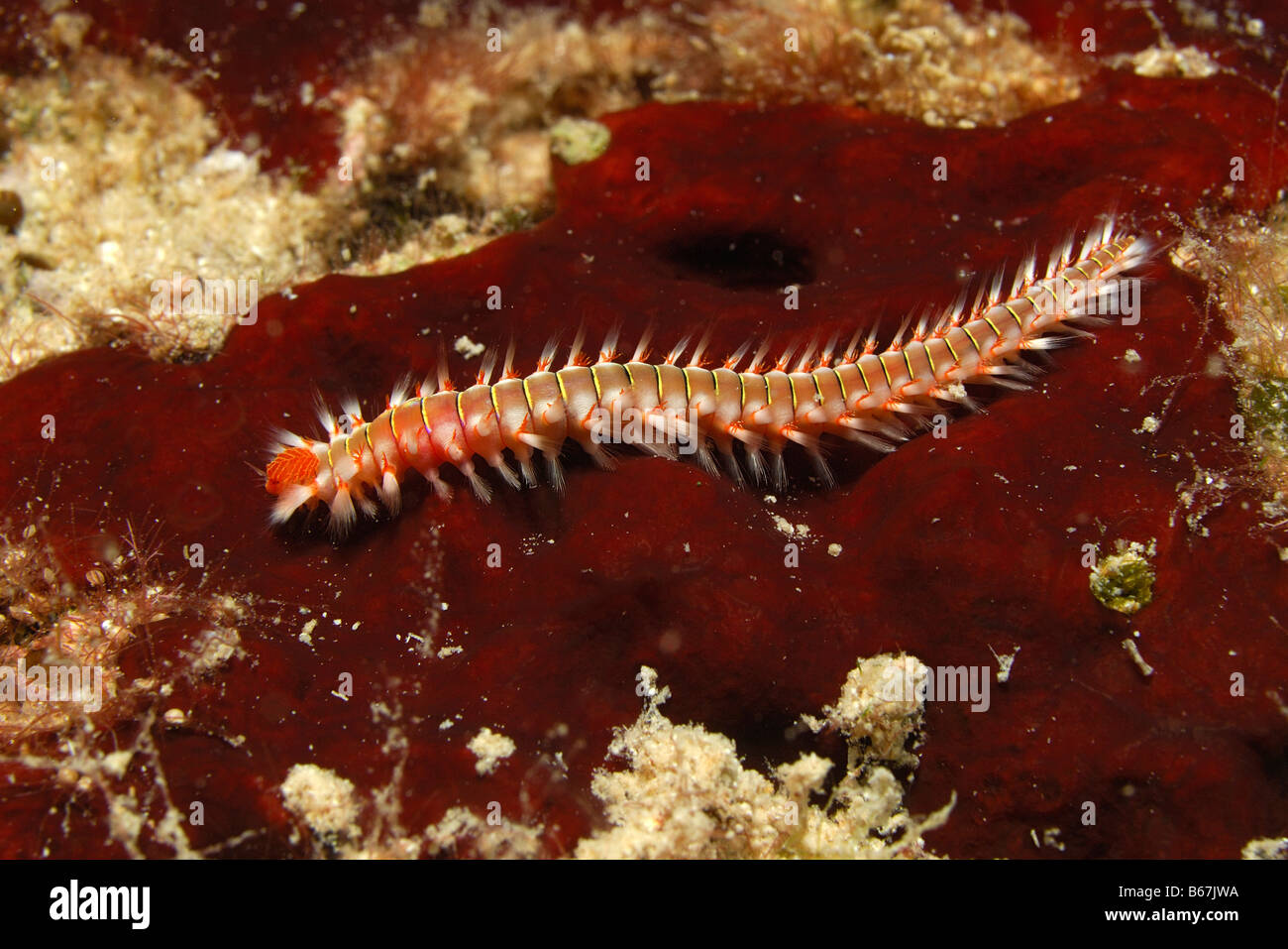 Fire Worm Hermodice carunculata Kas Mittelmeer Turkey Stock Photo