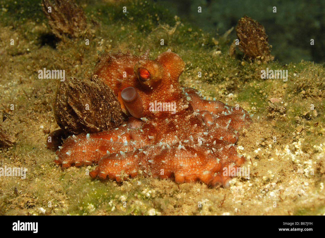 Whitespotted Octopus Octopus macropus Kas Mittelmeer Turkey Stock Photo