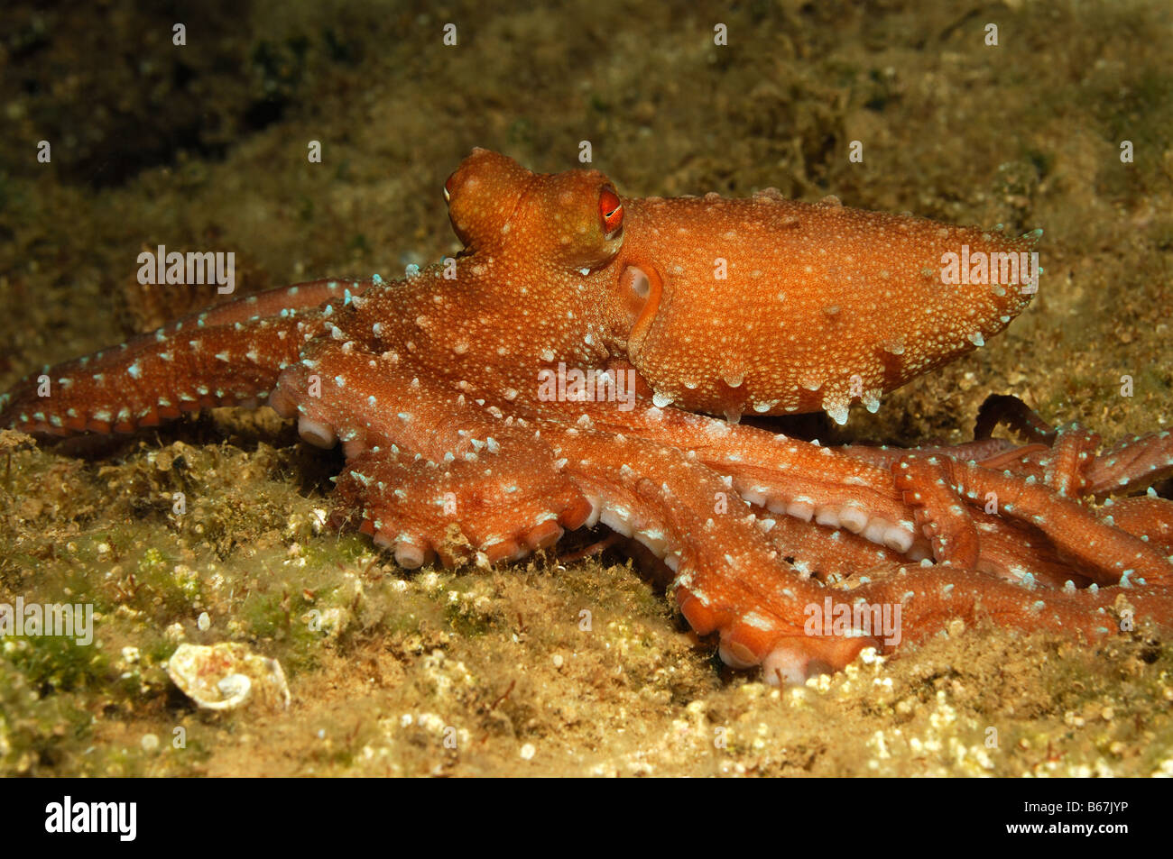 Whitespotted Octopus Octopus macropus Kas Mittelmeer Turkey Stock Photo