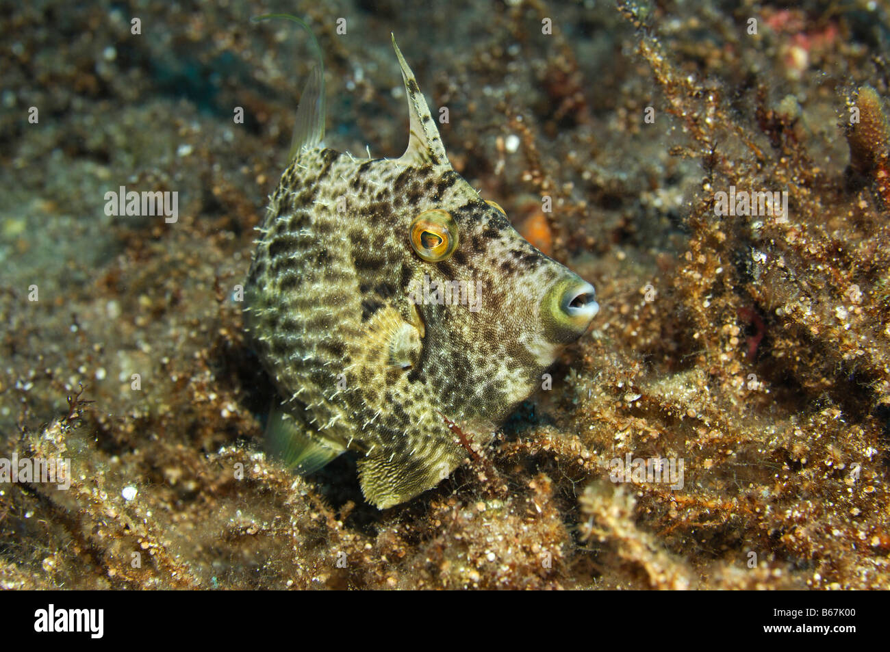Filefish Pseudomomacanthus Kas Mittelmeer Turkey Stock Photo
