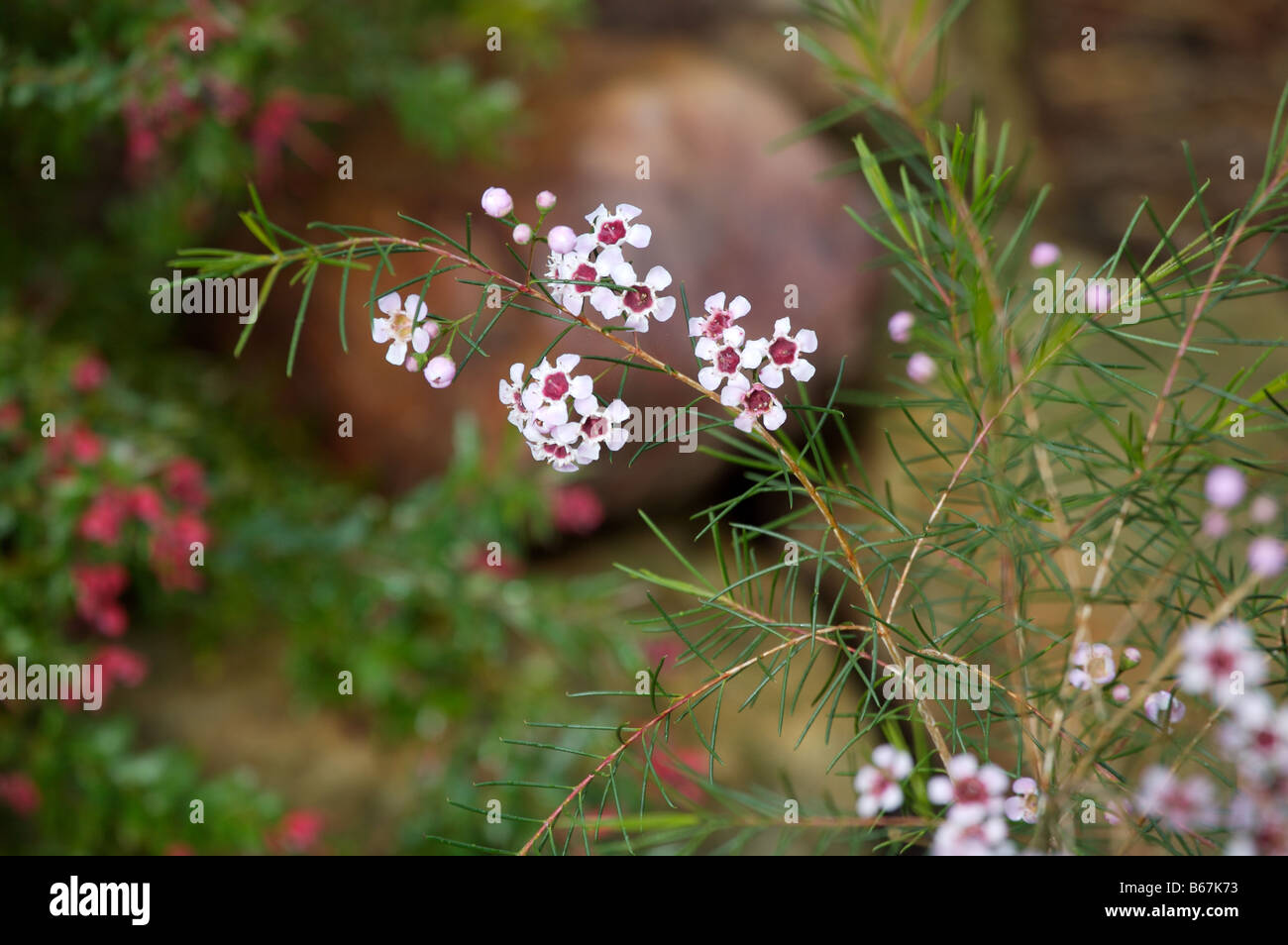 Geraldton Wax (Chamelaucium uncinatum) in flower Stock Photo