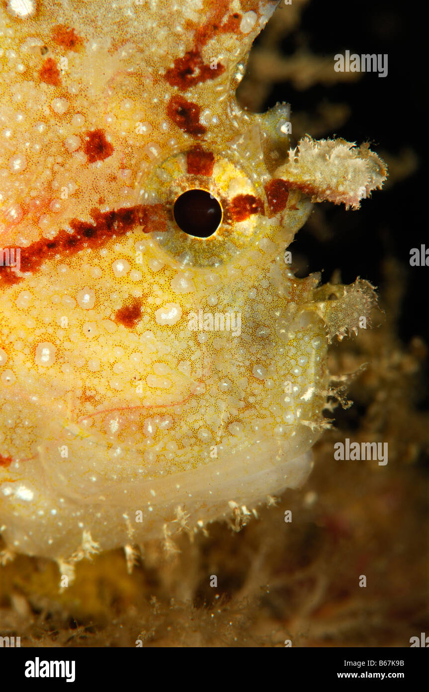 Yellow Leaf Fish Taenianotus tricanthus Alor Lesser Sunda Islands Indo
