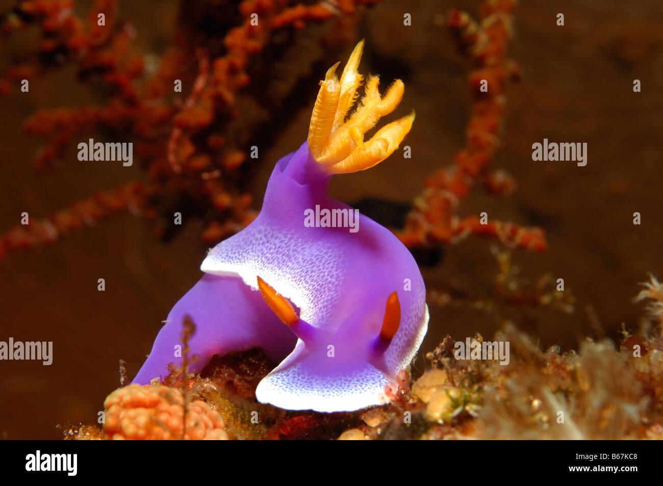 Hypselodoris Nudibranch Hypselodoris bullockii Alor Lesser Sunda Islands Indo Pacific Indonesia Stock Photo