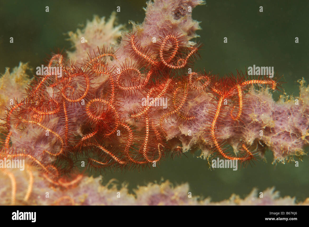 Brittle Star Ophiothrix purpurea Alor Lesser Sunda Islands Indo Pacific Indonesia Stock Photo