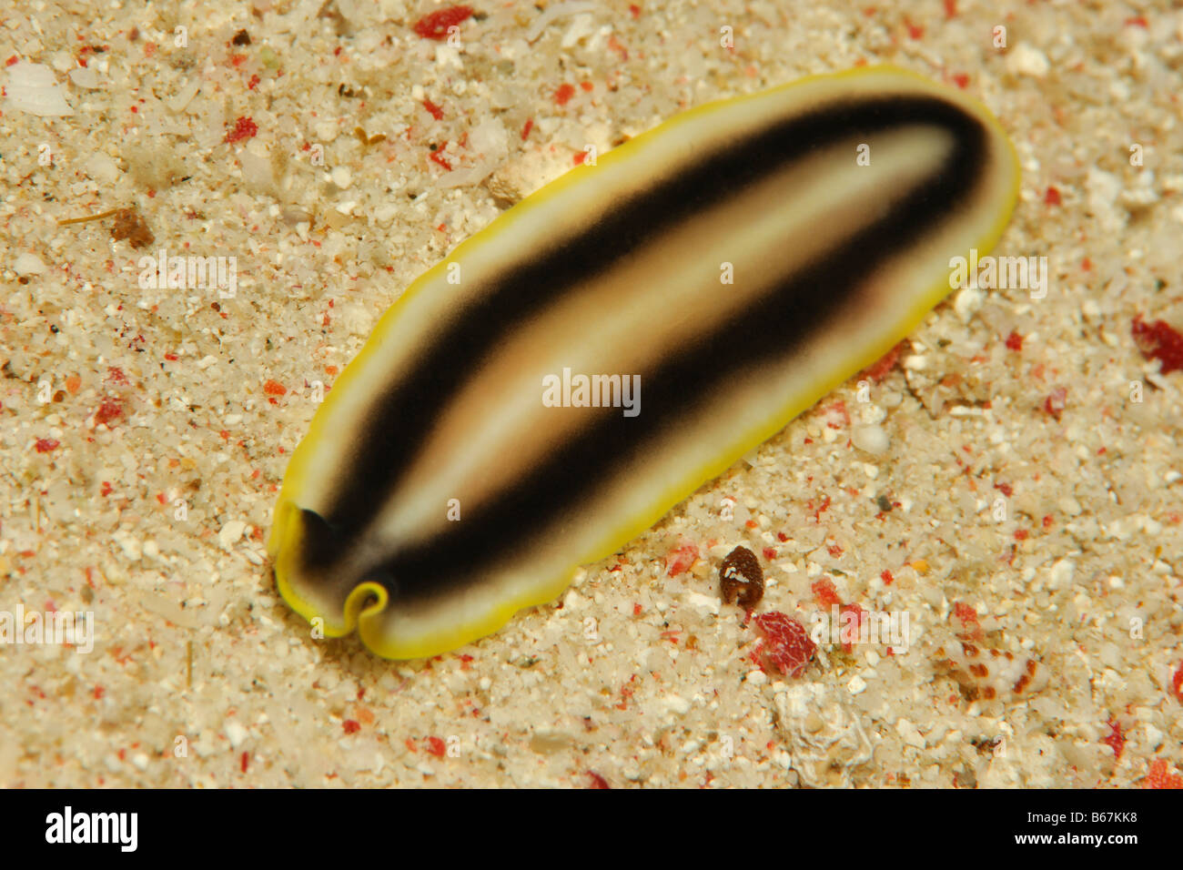 Turbellaria Flatworm Alor Lesser Sunda Islands Indo Pacific Indonesia Stock Photo