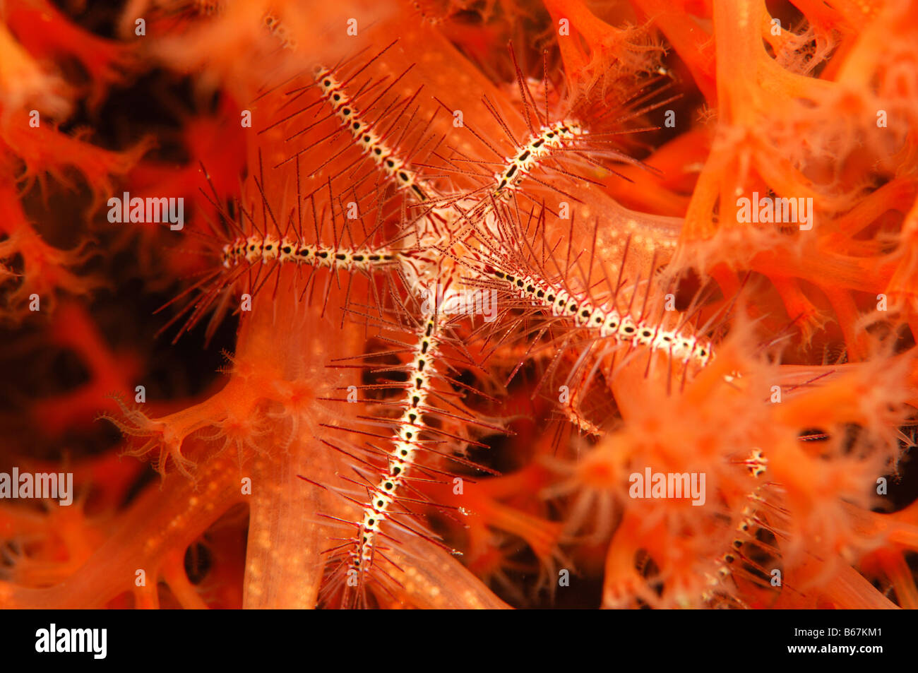 Brittle Star Ophiothrix spec Alor Lesser Sunda Islands Indo Pacific