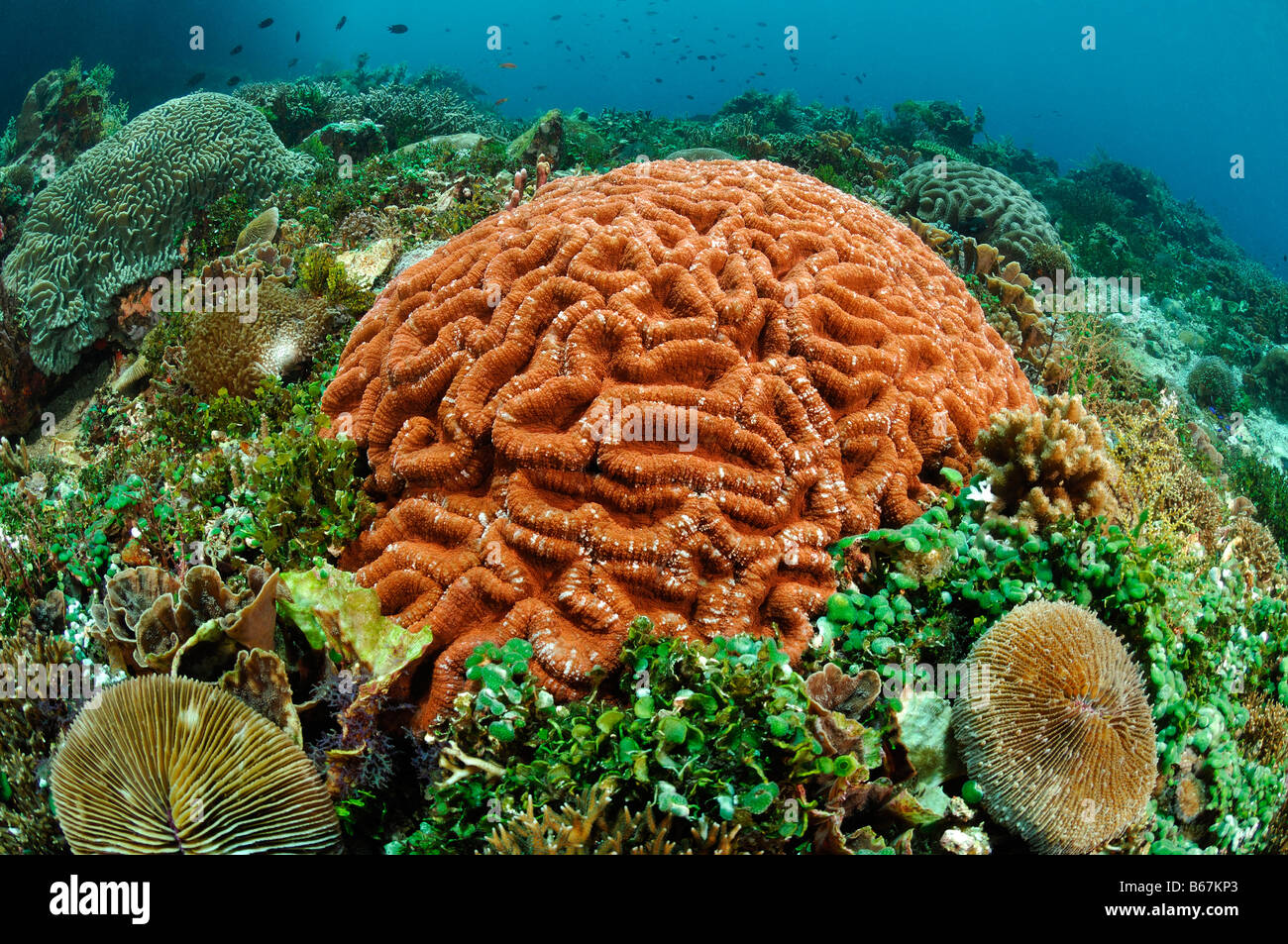 Hard Corals at healty Reef Alor Lesser Sunda Islands Indo Pacific Indonesia Stock Photo