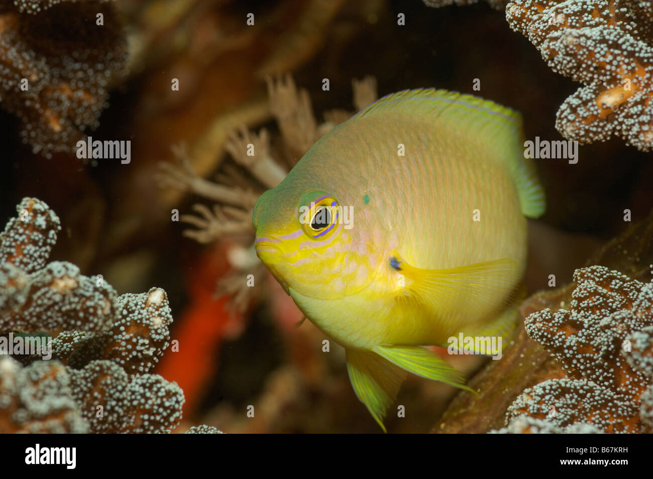 Photo inspiration: Indo Pacific Yellow Damselfish Coral Disease Treatment Reference: Golden Damsel Amblyglyphidodon Aureus Alor Lesser Sunda Islands Indo