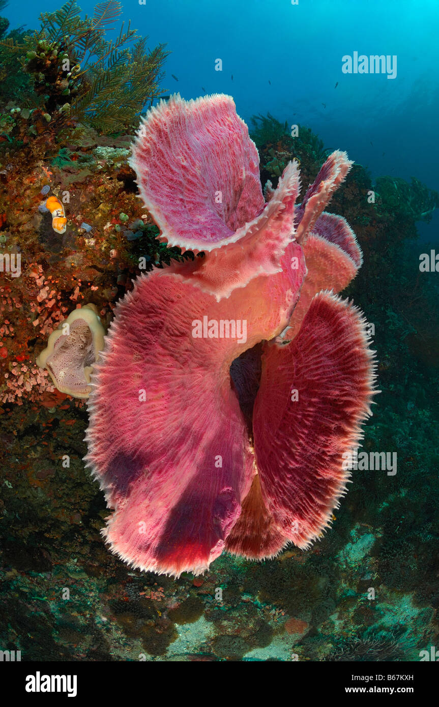 Coral reef purple tube sponge hires stock photography and images Alamy