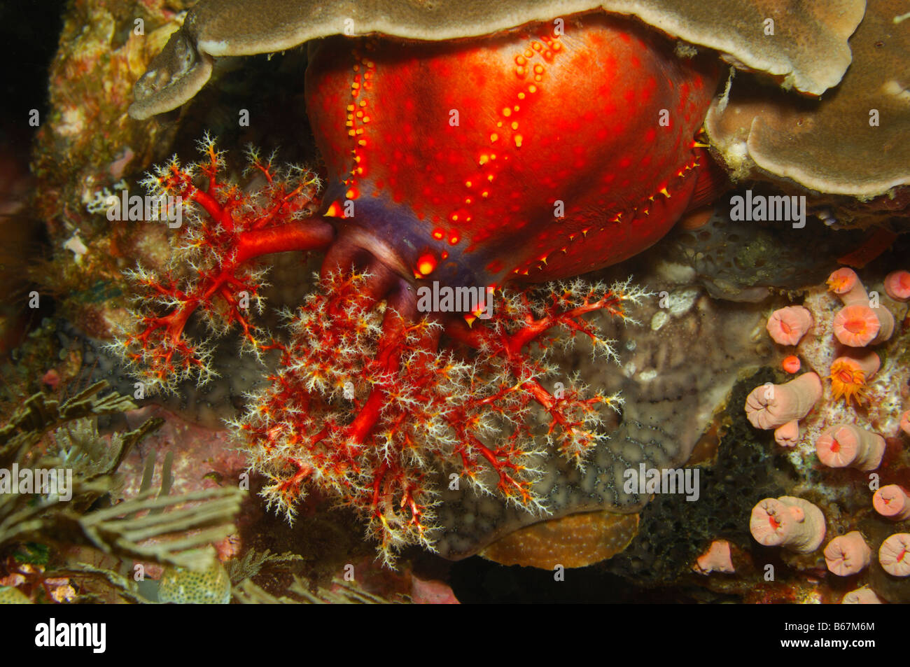 Apple Sea Cucumber Pseudocolochirus violaceus Alor Lesser Sunda Islands Indo Pacific Indonesia Stock Photo