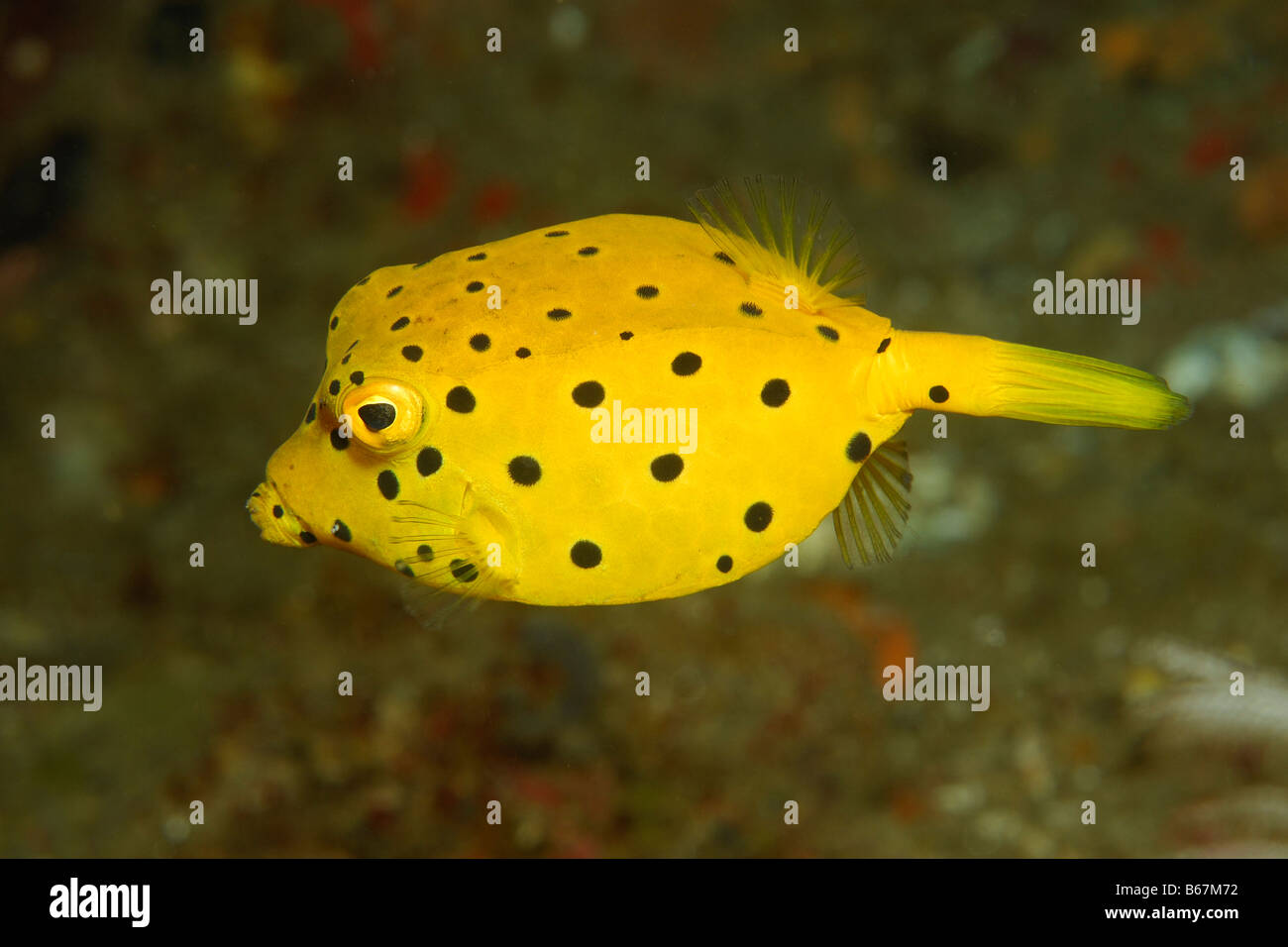 Yellow Boxfish Ostracion cubicus Alor Lesser Sunda Islands Indo Pacific Indonesia Stock Photo