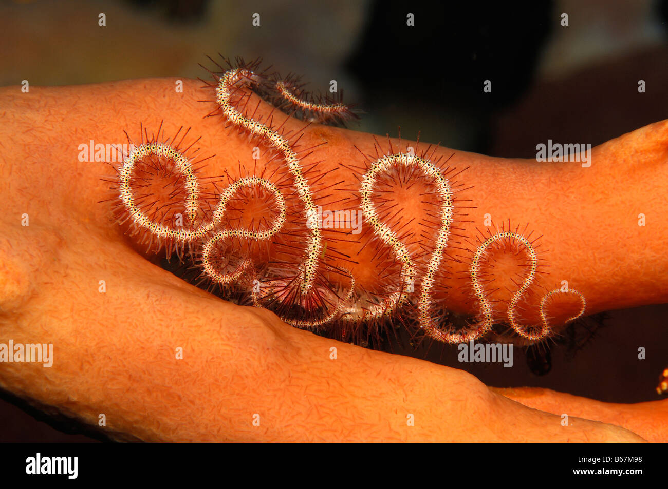 Brittle Star Ophiothrix Alor Lesser Sunda Islands Indo Pacific