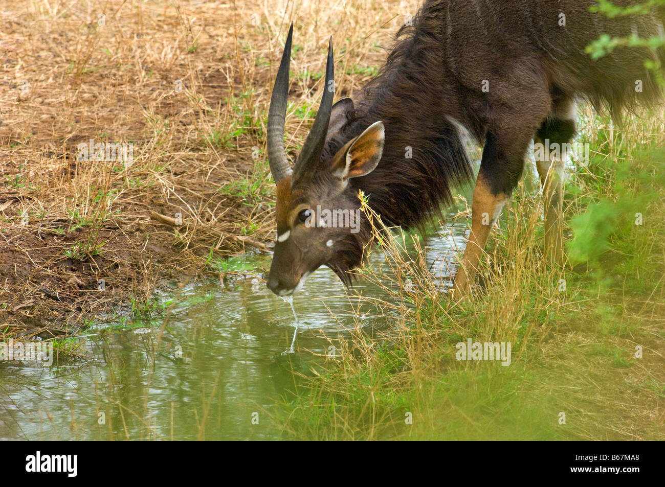 wildlife wild NYALA  antelope Tragelaphus angasii male bull with horn drinking water waterhole south-Afrika south africa Stock Photo