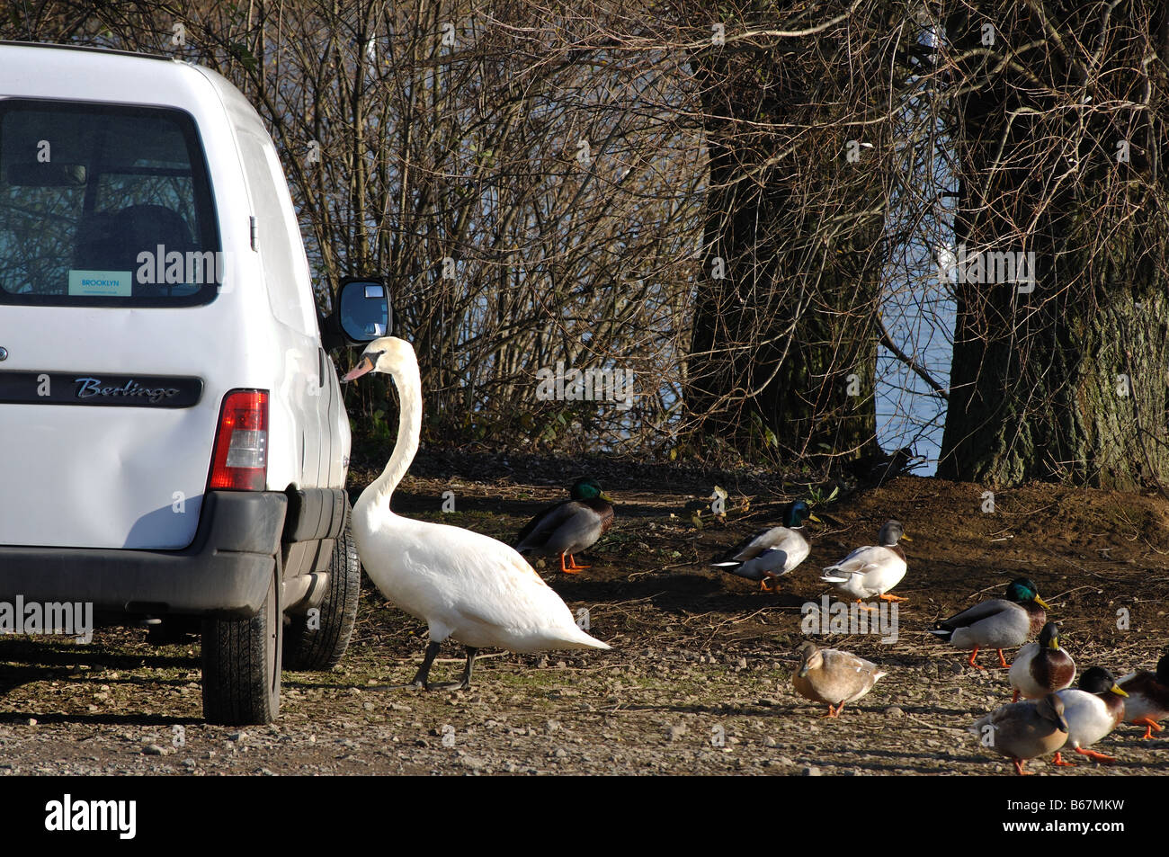 Swan expecting to be fed from vehicle in car park at Pitsford Water, Northamptonshire, England, UK Stock Photo