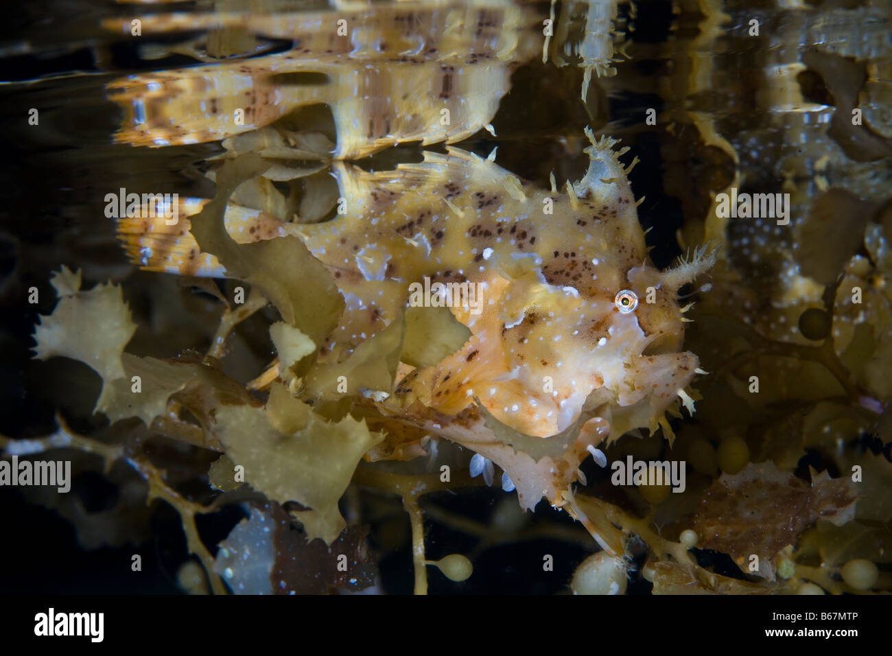 Sargassum Frogfish Histrio histrio Raja Ampat West Papua Indonesia Stock Photo