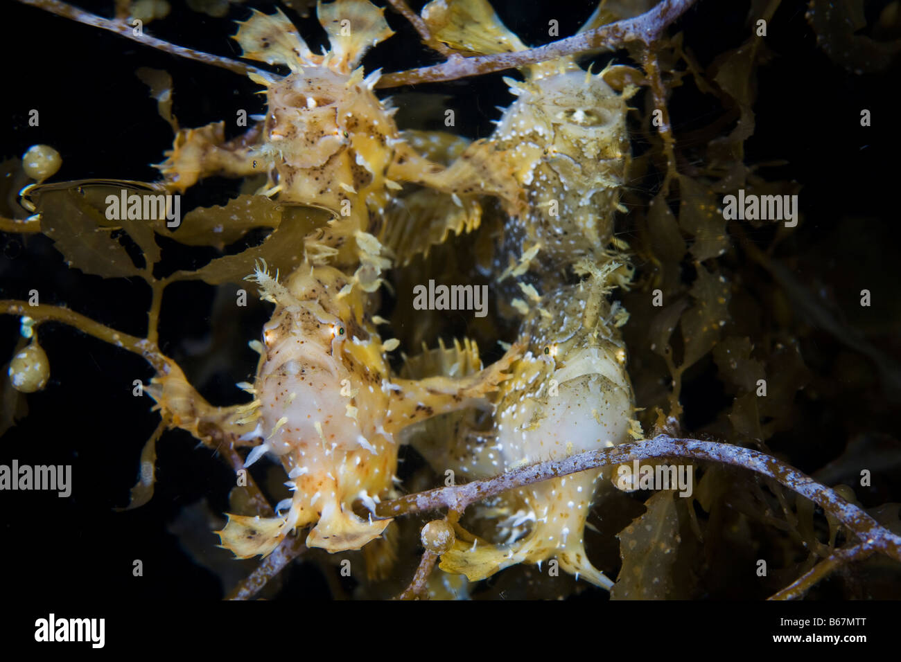 Two Sargassum Frogfishes mirroring in Watersurface Histrio histrio Raja Ampat West Papua Indonesia Stock Photo