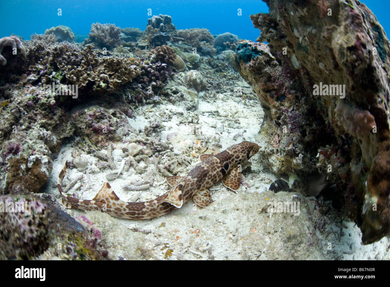 Raja Epaulette Shark Hemiscyllium freycineti Raja Ampat West Papua Indonesia Stock Photo