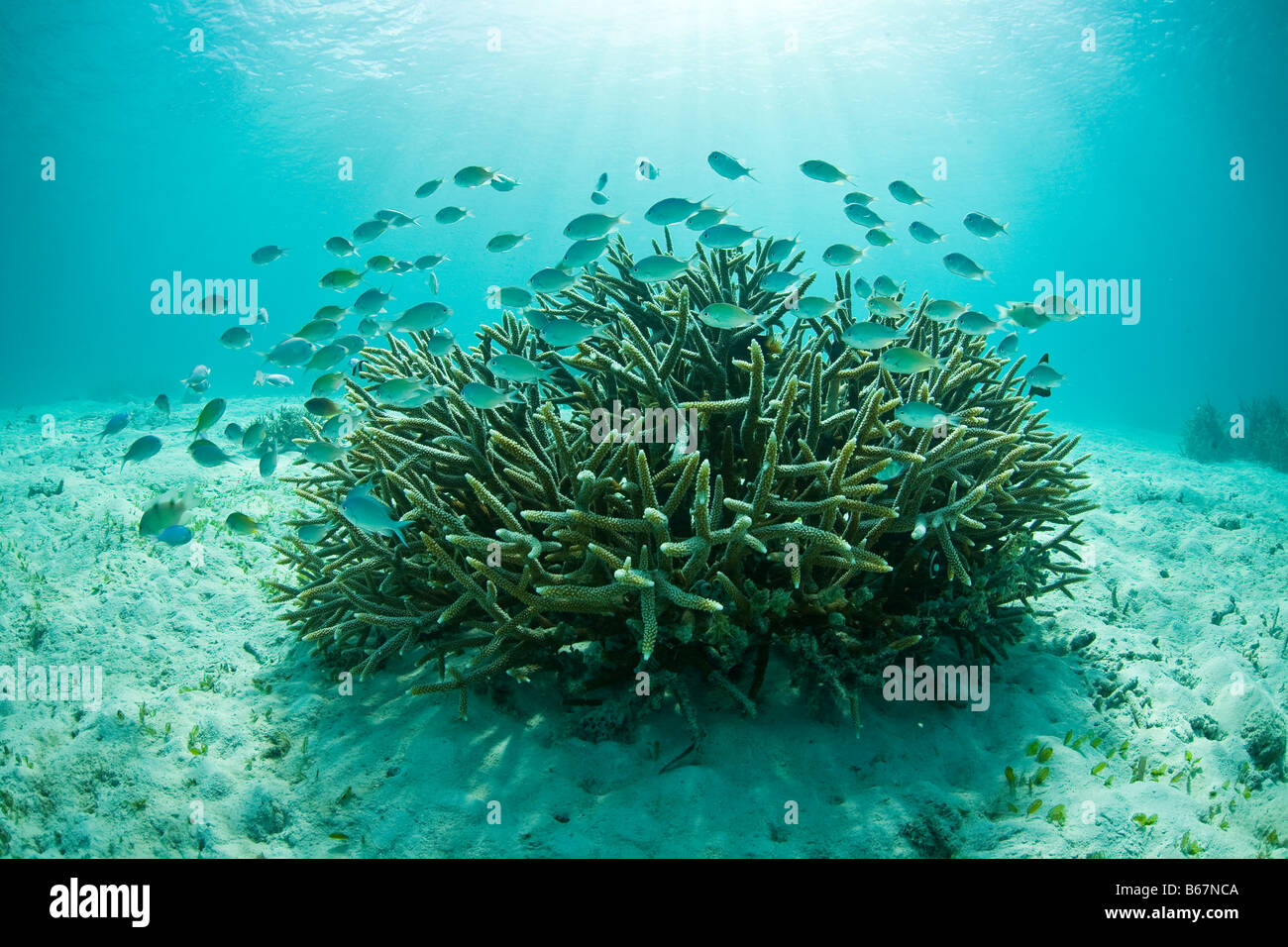 Staghorn Coral, Megaquarium Wiki