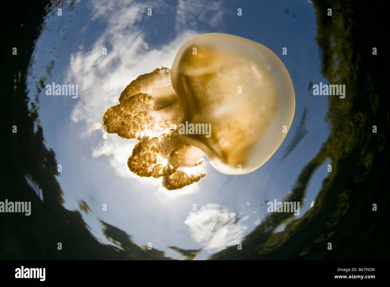 Endemic Jellyfish species of Palau Mastigias papua etpisoni Micronesia Pacific Ocean Palau Stock Photo
