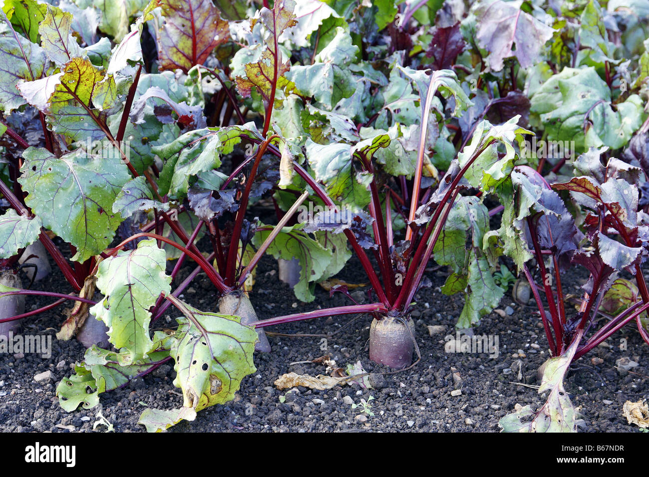 BEETROOT CYLINDRICA SOWN 30 JULY PHOTO LATE NOVEMBER Stock Photo