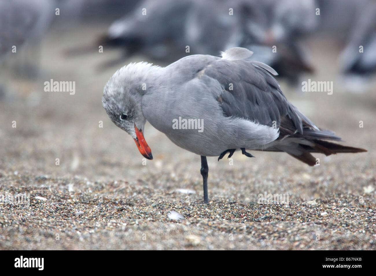 Heermann's Gull Bowing Standing on one leg Stock Photo - Alamy