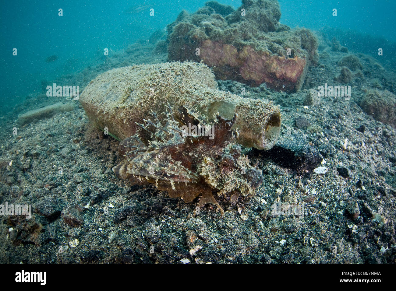 Venemous Spiny Devilfish Inimicus didactylus Micronesia Pacific Ocean Palau Stock Photo