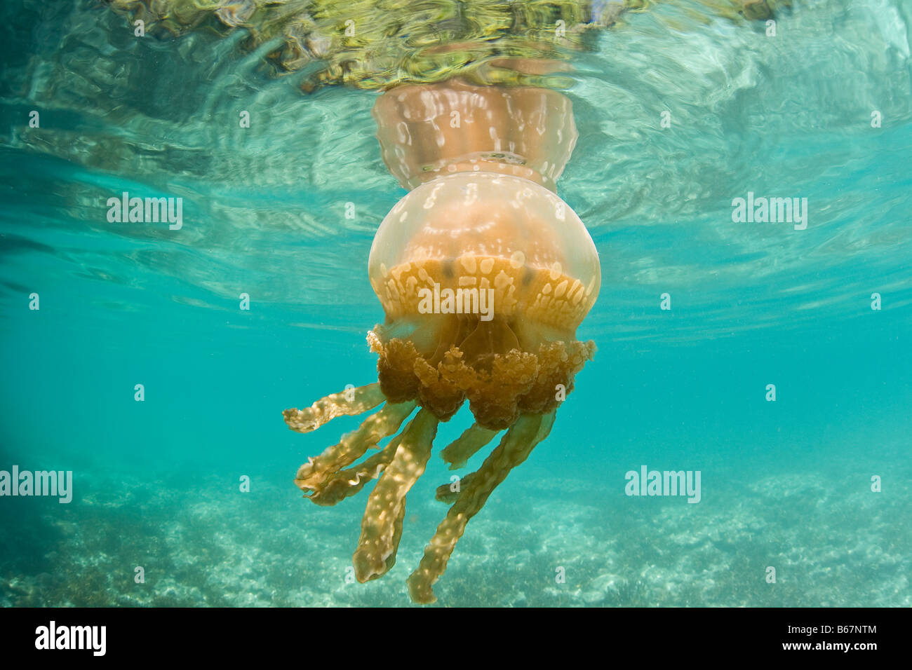 Mastigias Jellyfish Mastigias papua Micronesia Pacific Ocean Palau Stock Photo