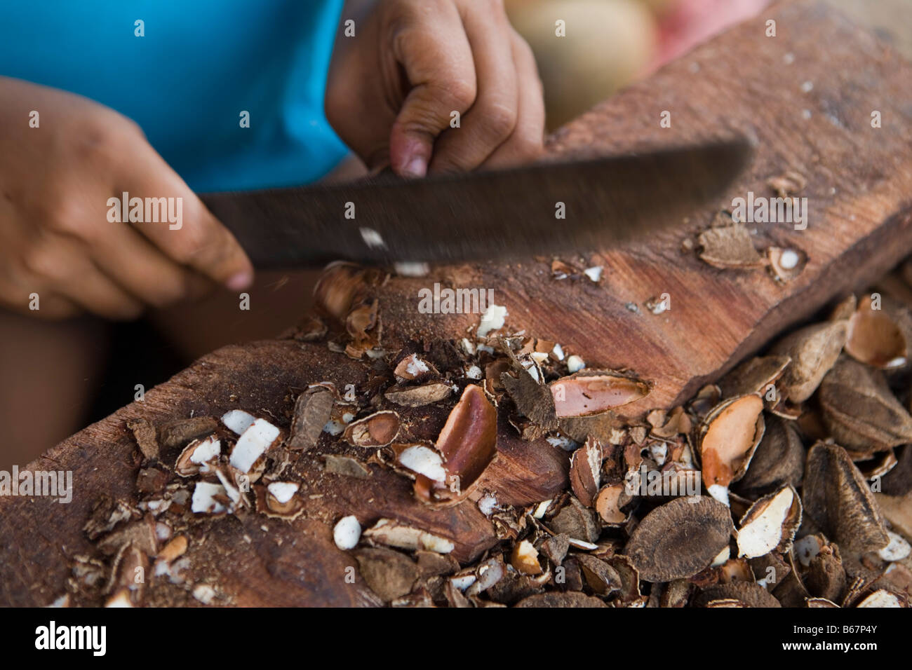 Cracking razil nuts (Bertholletia excelsa) with a machete at the ...