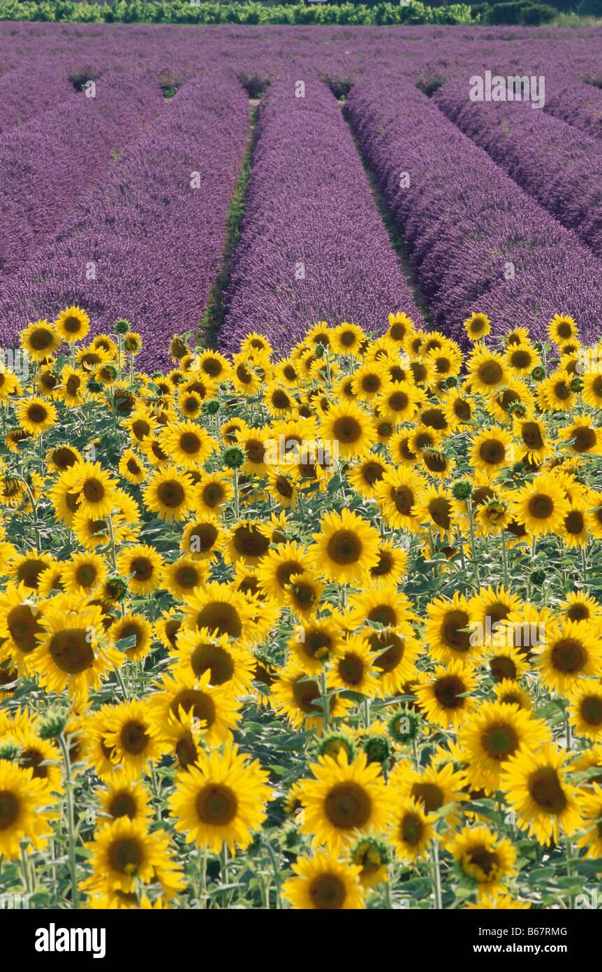Sunflowers and lavender fields, Provence, France Stock Photo