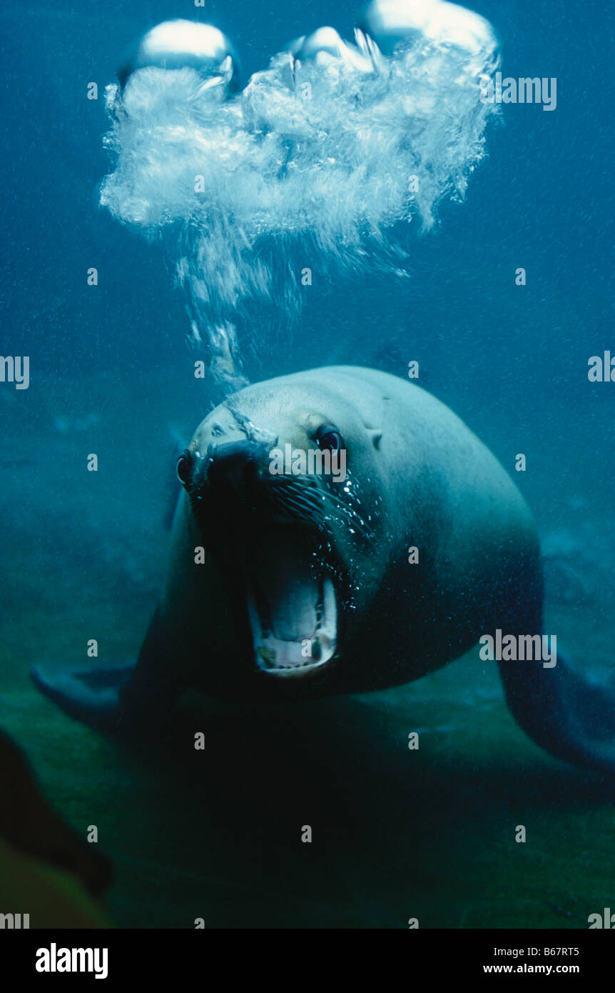 A steller sea lion under water, Eumetopias Jubatus, in captivity