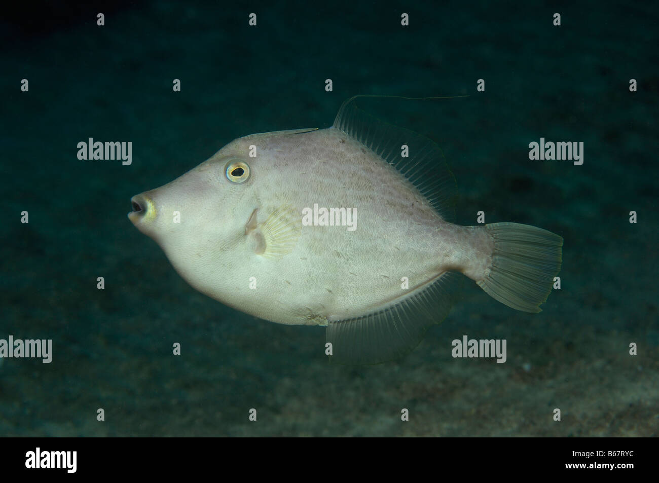Mediterranean Filefish Stephanolepis spec Kas Mediterranean Sea Turkey Stock Photo