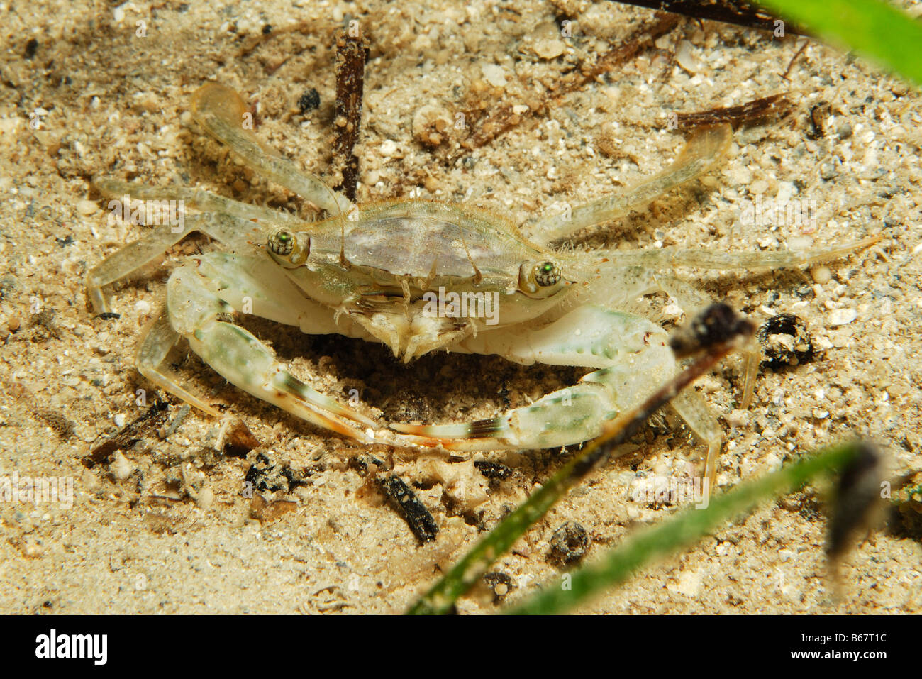 Swimming Crab Portunus spec Kas Mediterranean Sea Turkey Stock Photo