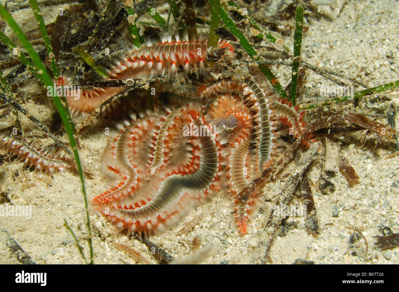 Bristle Fire Worms Hermodice carunculata Kas Mediterranean Sea Turkey Stock Photo