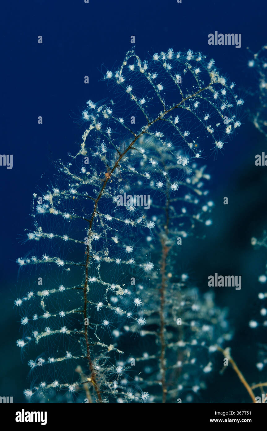 Hydroidpolyps hi-res stock photography and images - Alamy