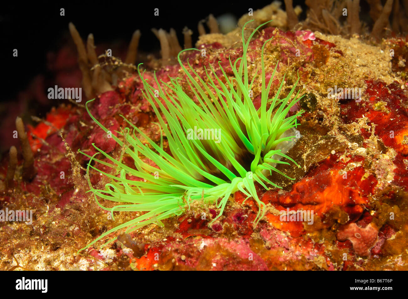 Fluorescent Anemone Cerianthus membranaceus Kas Mediterranean Sea Turkey Stock Photo