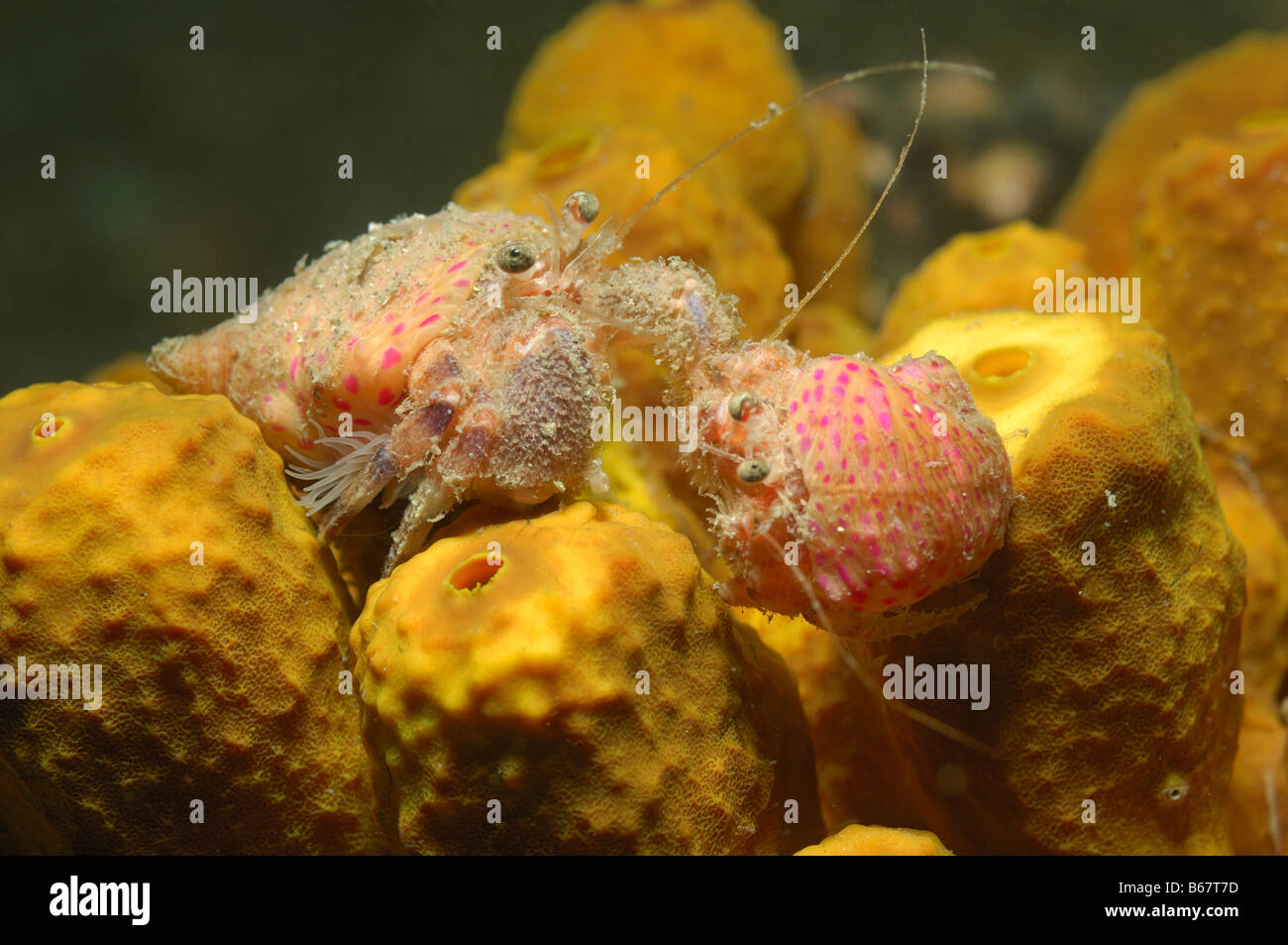 Hermit crabs and sea anemones hi-res stock photography and images - Alamy