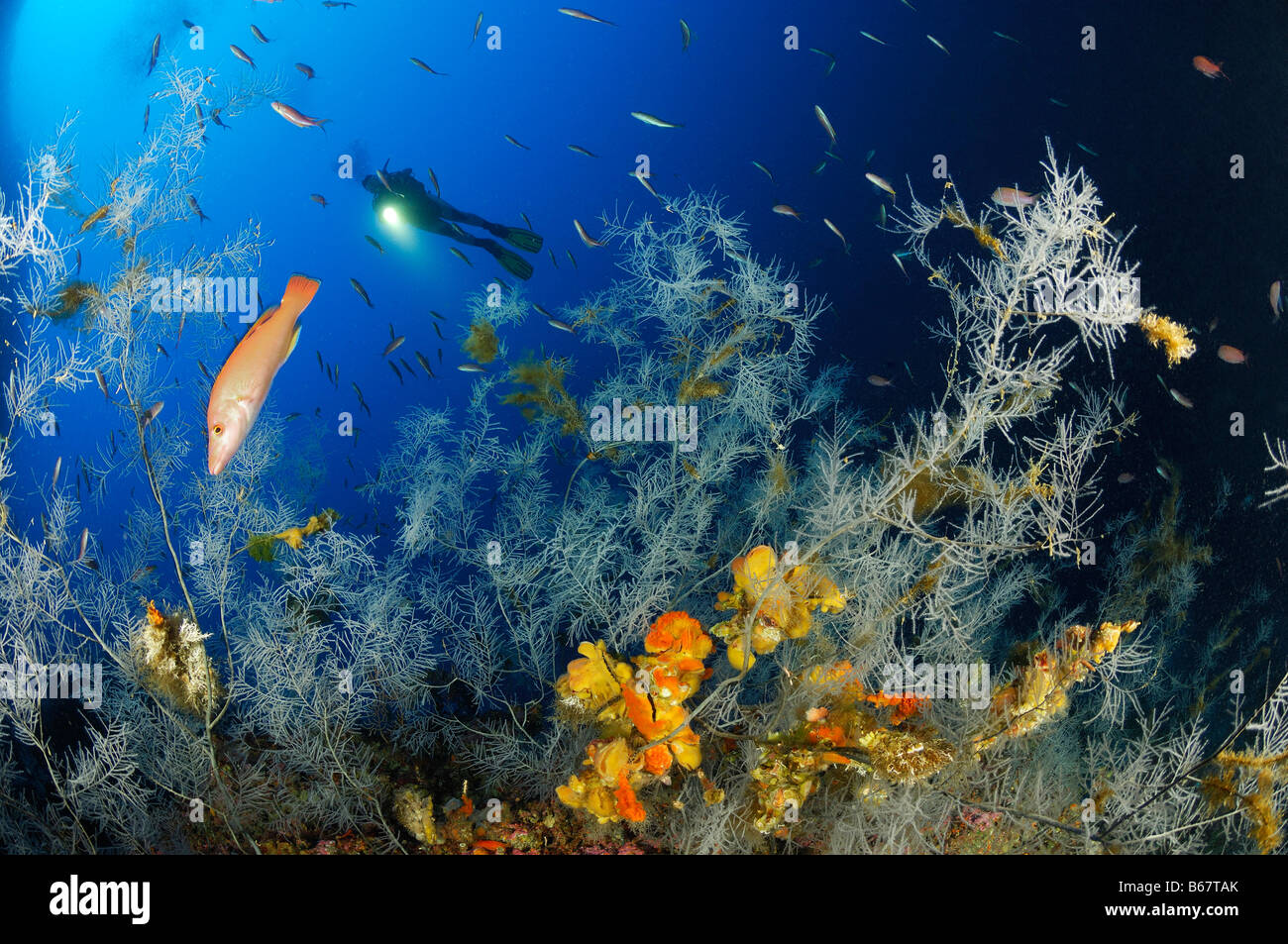 Diver and Black Corals Anthipathes dichotoma Svetac Vis Island Mediterranean Sea Croatia Stock Photo
