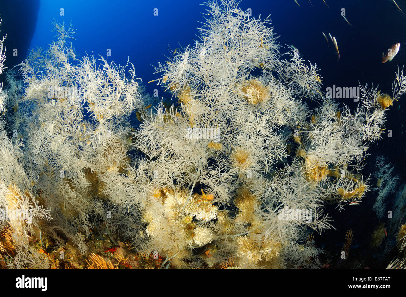 Black Corals at Reef Anthipathes dichotoma Svetac Vis Island Mediterranean Sea Croatia Stock Photo