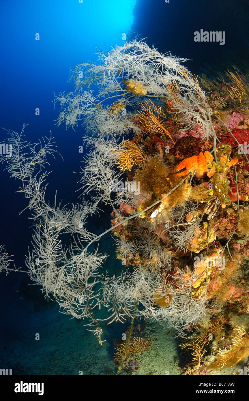 Reef with Black Corals Anthipathes dichotoma Svetac Vis Island Mediterranean Sea Croatia Stock Photo