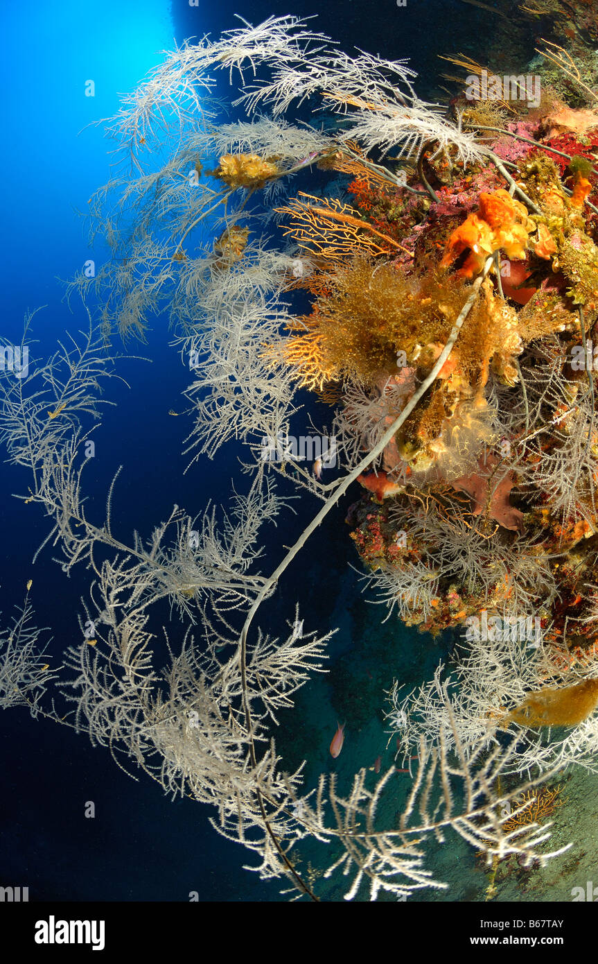 Reef with Black Corals Anthipathes dichotoma Svetac Vis Island Mediterranean Sea Croatia Stock Photo