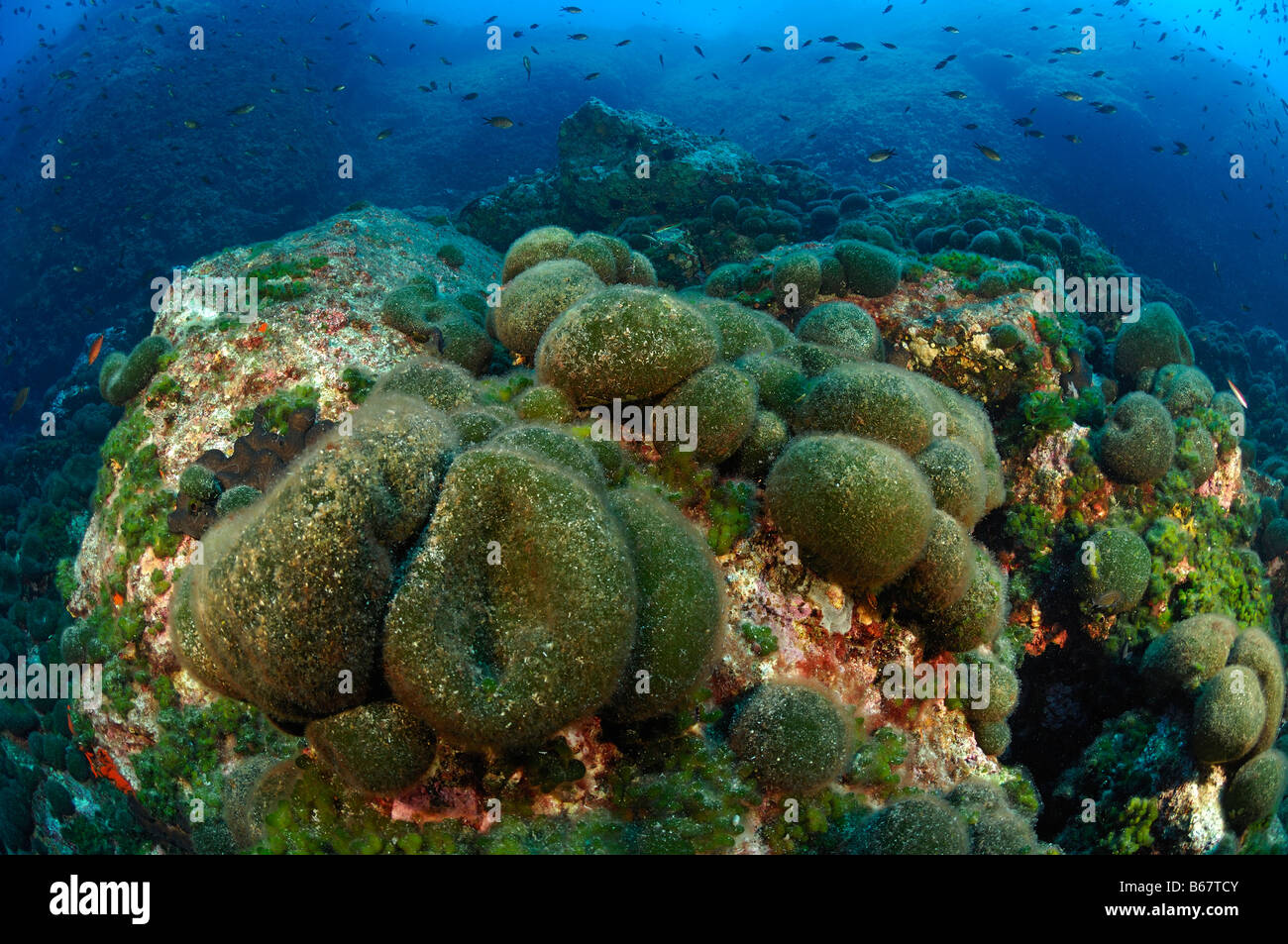 Green Algae Codium bursa Svetac Vis Island Mediterranean Sea Croatia Stock Photo